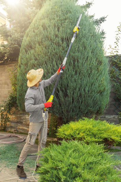 Best Tree Removal Services  in South Point, OH